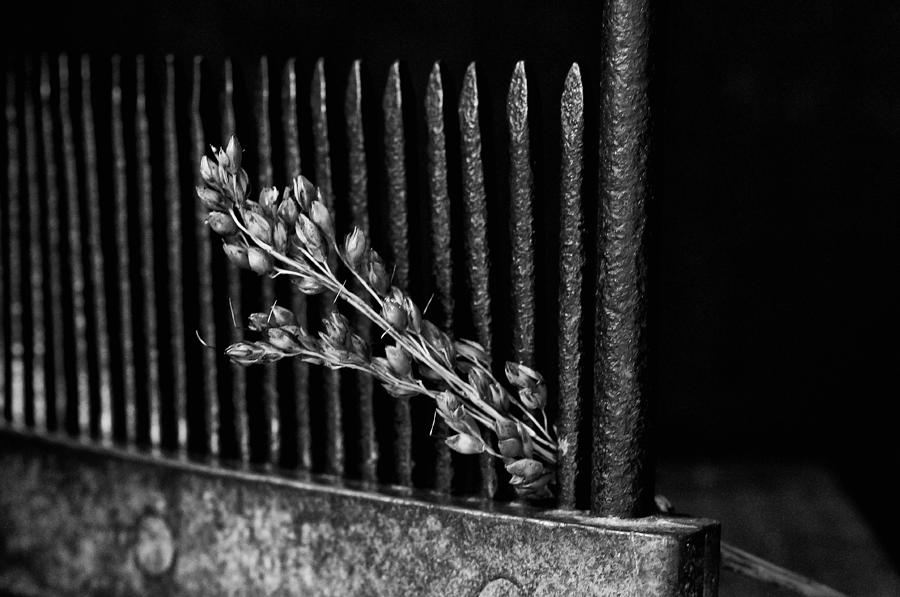 Black and White Broom Comb and Corn Photograph by Wilma  Birdwell
