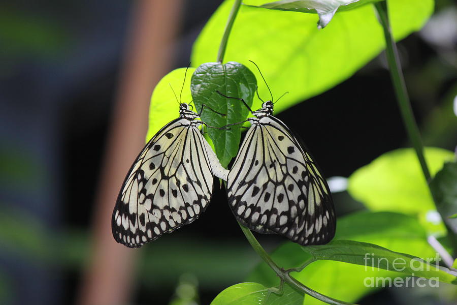 Nature Photograph - Black and White Butterflies by Scenesational Photos Nature Photograph - Black and White Butterflies by Scenesational Photos