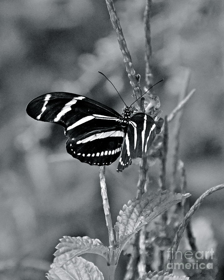 Black and White Butterfly Photograph by Carol  Bradley