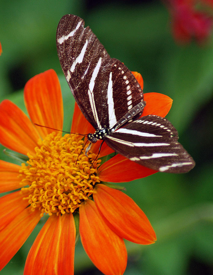 Zebra Butterfly Photograph by Diane Bell