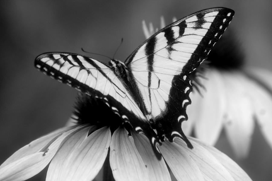 Black And White Butterfly Photograph by Gale Miko