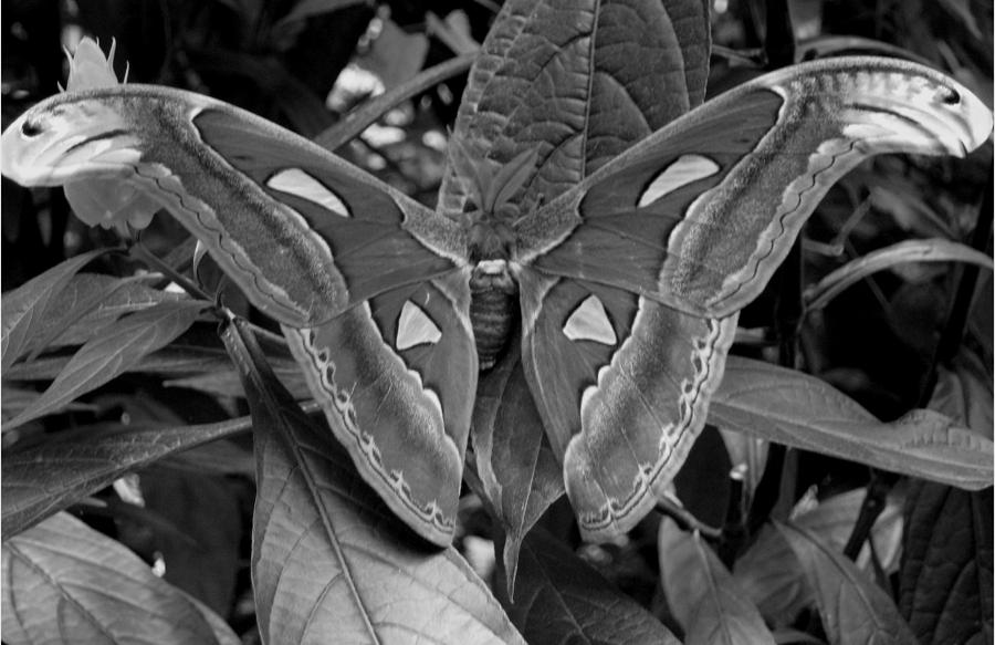 Black and White Butterfly Digital Art by Victoria Mack