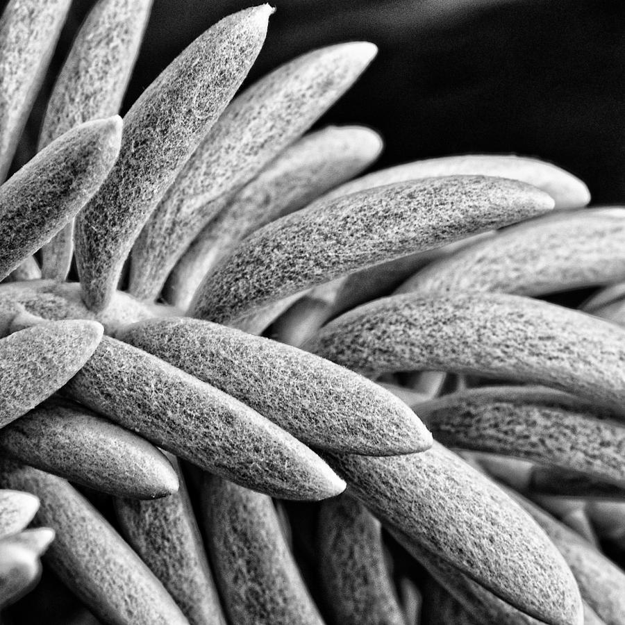 Desert Photograph - Black and White Cactus by Brian Mollenkopf