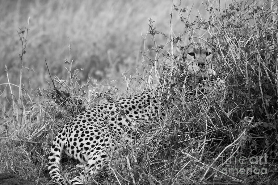 Black and White Cheetah Mother Photograph by Darcy Michaelchuk