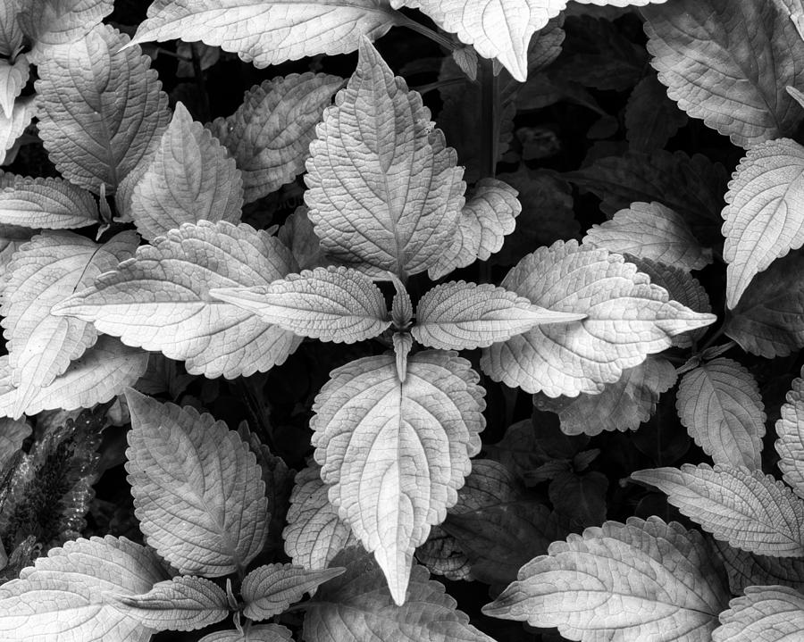 Black and White Coleus Photograph by Dennis Dame