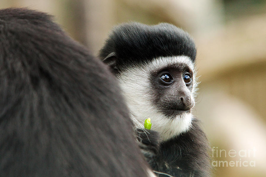 Monkey Photograph - Black and White Colubus Monkey by Pete Reynolds