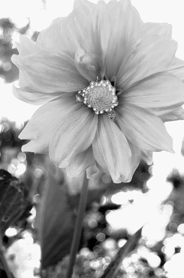 Black and White Dahlia 1 Photograph by Amy Fose