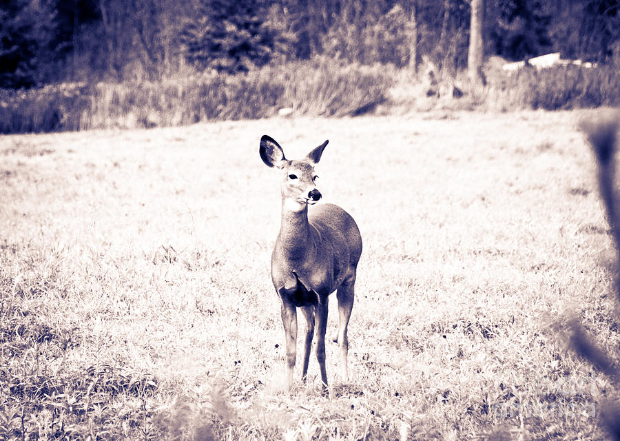 Black and White Deer Photograph by Cheryl Baxter