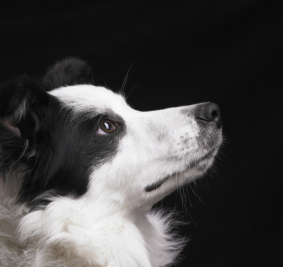 Black And White Dog Looking Up Photograph by Dougal Waters