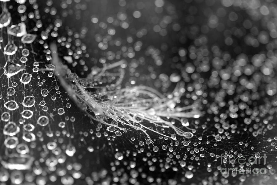 Black and white droplets Photograph by Yumi Johnson