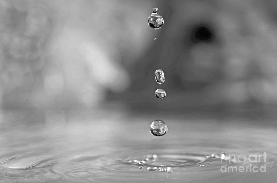 Black and White Drops Photograph by Laura Mountainspring
