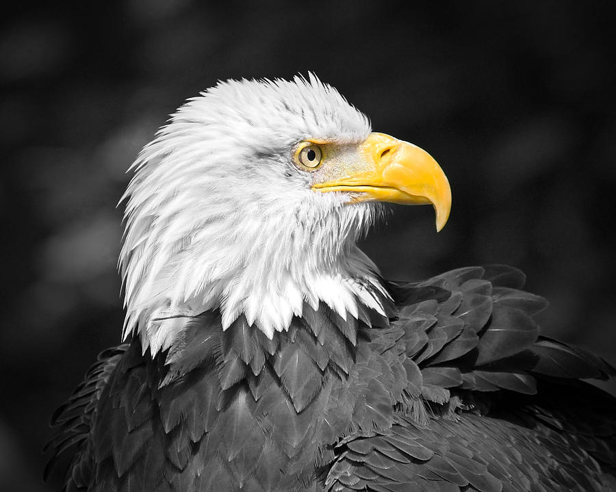 Black and White Eagle Art Photograph by Steve McKinzie