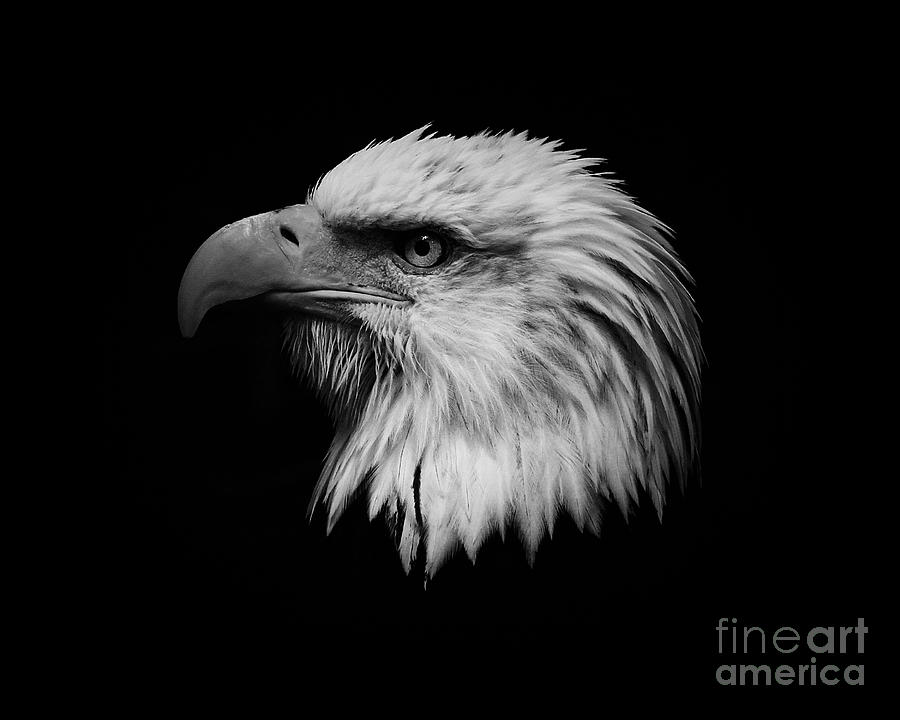 Black And White Photograph - Black and White Eagle by Steve McKinzie