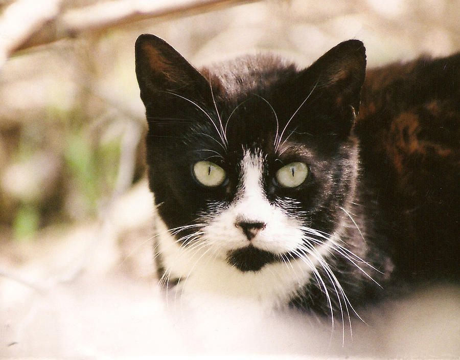 Black and White Feral Cat Photograph by Chriss Pagani