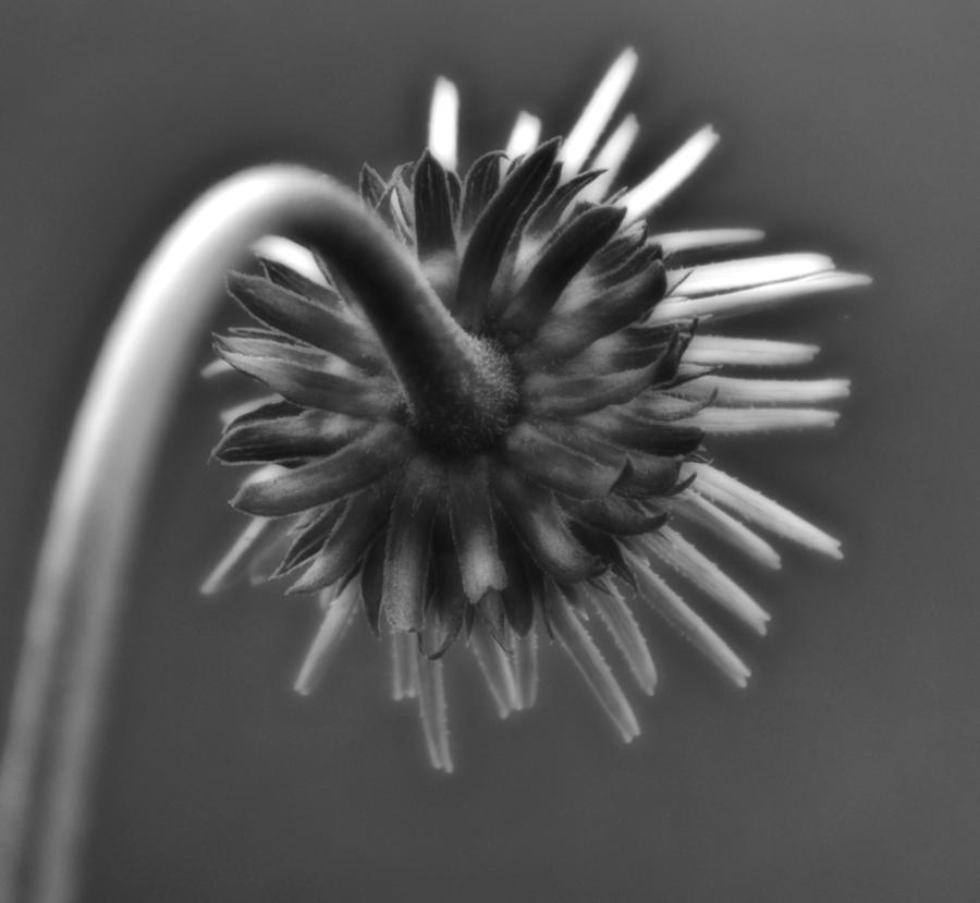 Summer Photograph - Black and White Flower by Brian Mollenkopf