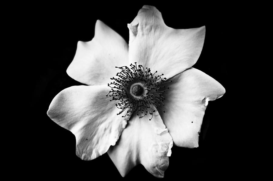 Black and white flower Photograph by Mirko Chessari