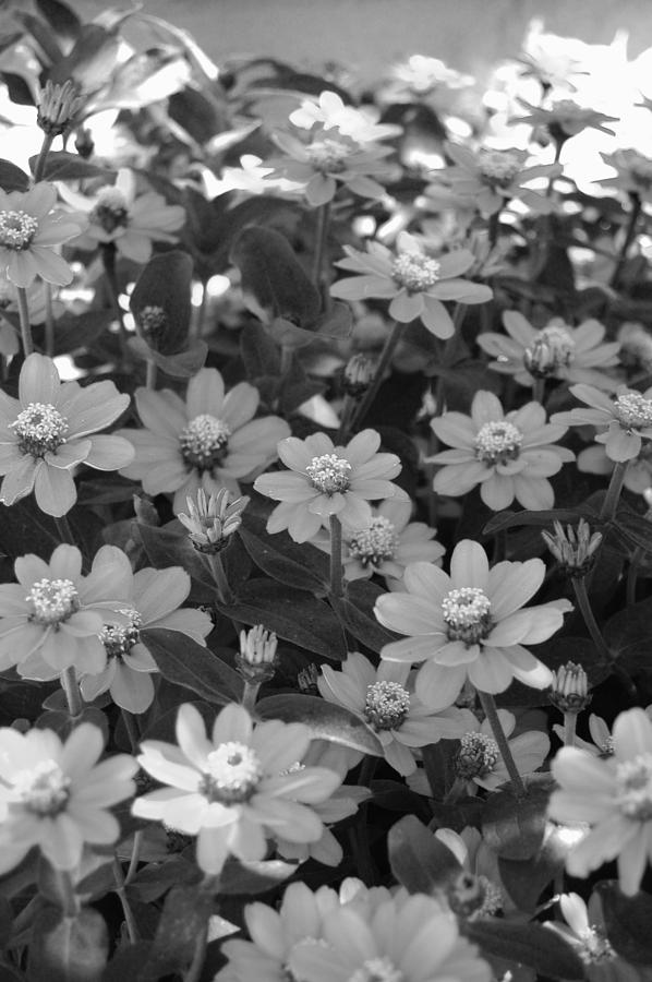 Black and White Flowers Photograph by Amy Fose