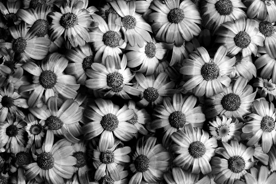 black and white pictures of flowers