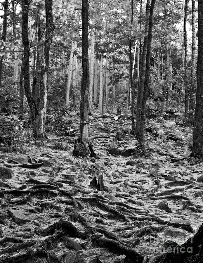 Black And White Forest Photograph by Phil Perkins