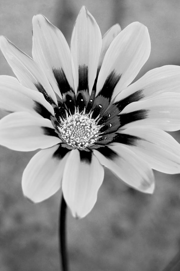 Black and White Gazania Photograph by Amy Fose