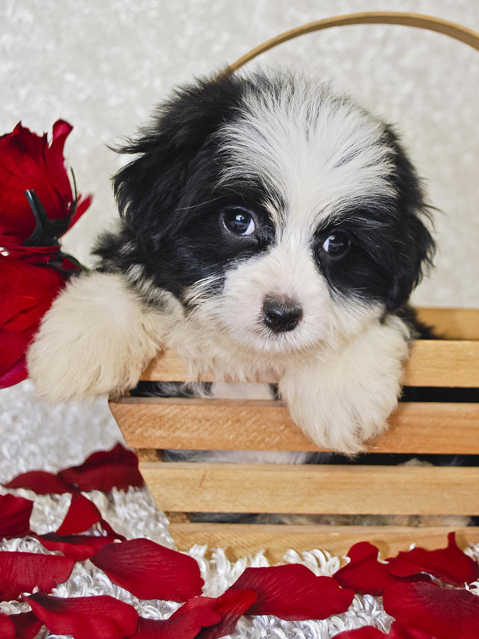 white and black havanese