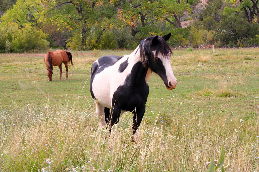 Black and White Horse Photograph by Joe Myeress
