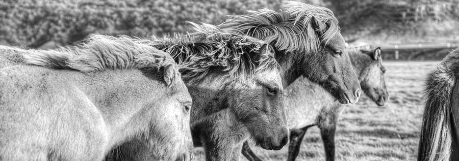 Black And White Photograph - Black And White Image Of Icelandic by Robert Postma