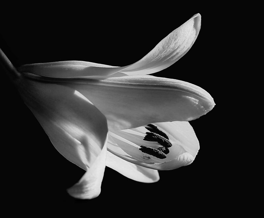 Black And White Lily Photograph by Tracie Schiebel