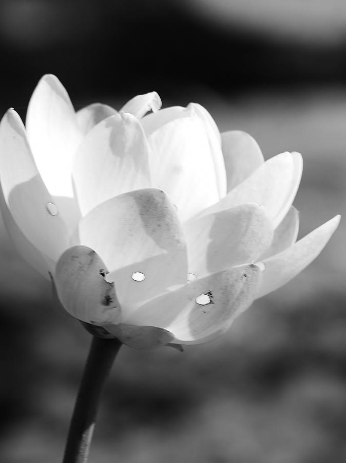 Black and White Lotus Bloom Photograph by Bruce Bley
