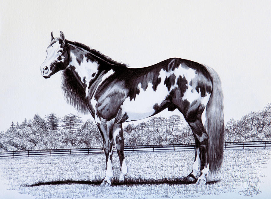 Black And White Overo Paint Horse Drawing by Cheryl Poland
