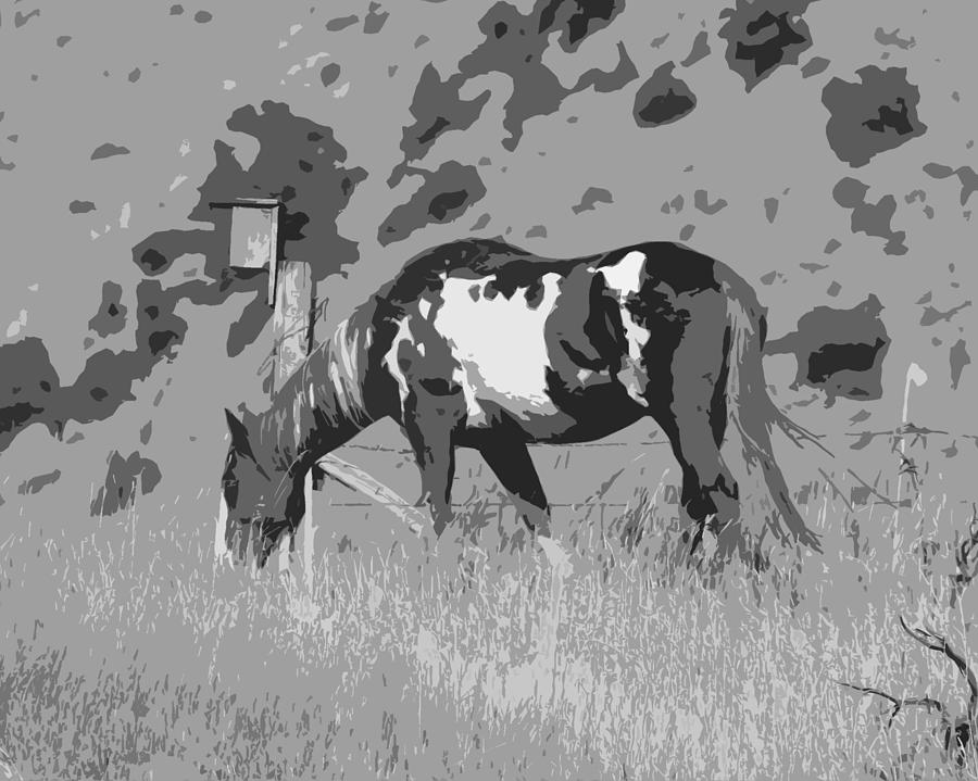 Black and White Painted Horse Photograph by Steve McKinzie