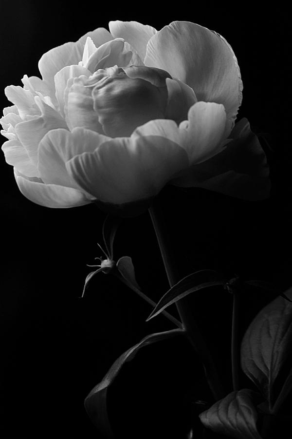 Black and White Peony Photograph by Scott Hovind