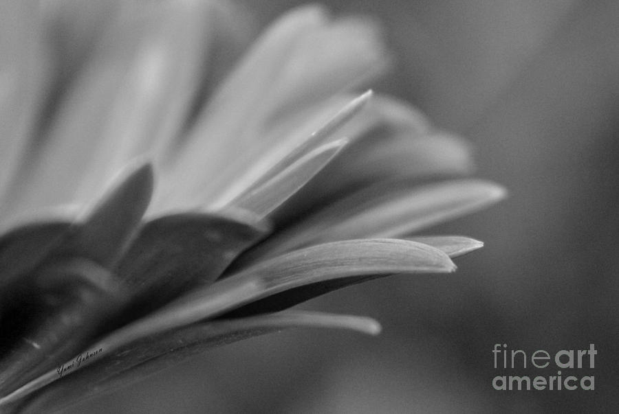 Black and white petals Photograph by Yumi Johnson