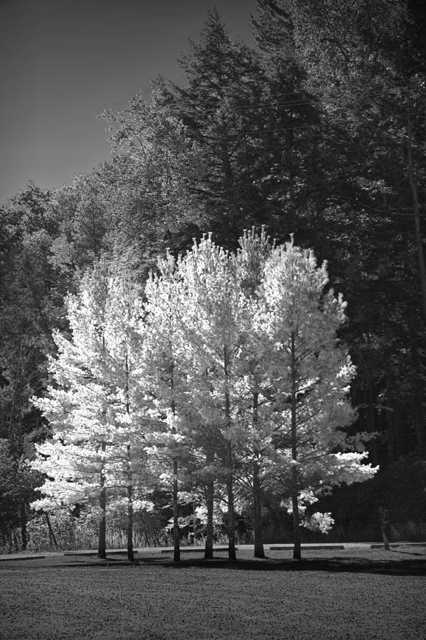 Black and White Photograph of trees near the Little Manistee River Photograph by Randall Nyhof