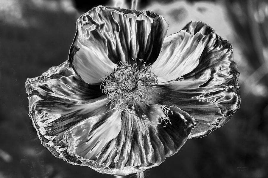 Black And White Poppy Photograph by Phyllis Denton