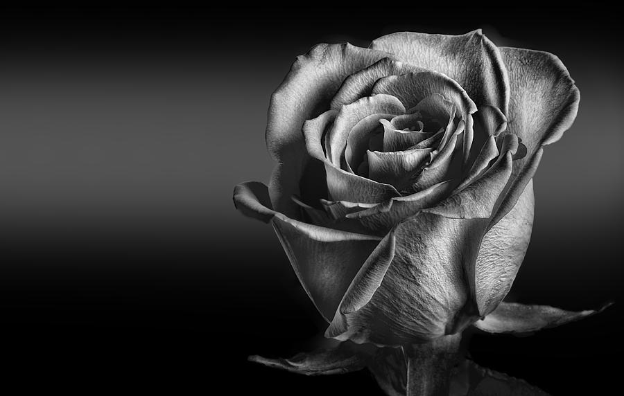 Black and White Rose Photograph by David Naman | Pixels