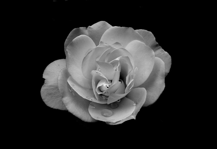 Black and White Rose Photograph by Scott Brown