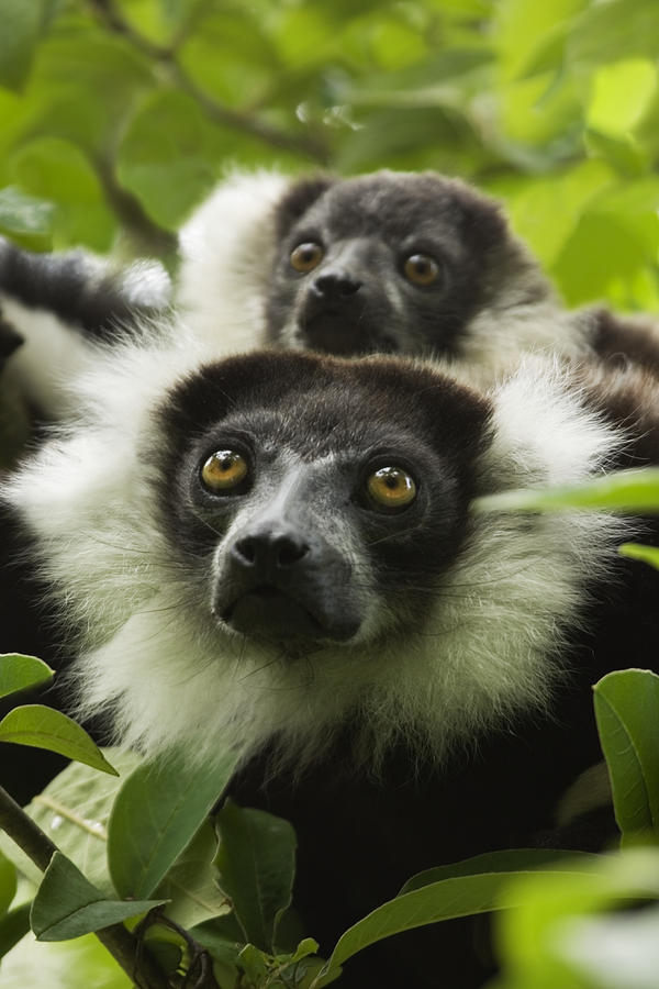 Wildlife Photograph - Black And White Ruffed Lemurs by Power And Syred