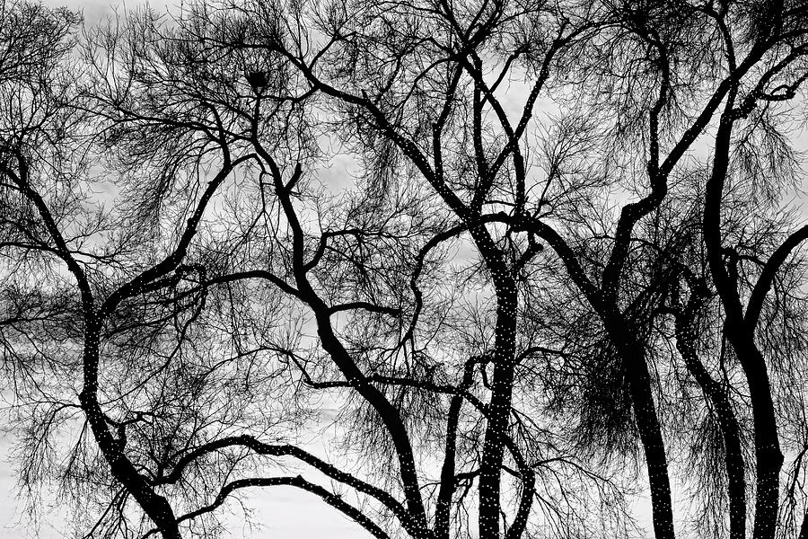 Black and White Silhouetted Trees  Photograph by James BO Insogna