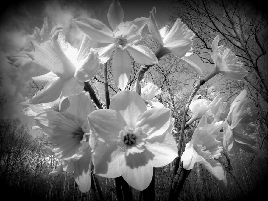 Black And White Spring Bloomers Photograph by Kim Galluzzo