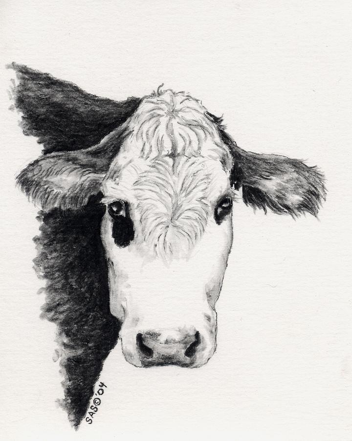 Black and White Steer Drawing by Sherri Strikwerda Fine Art America