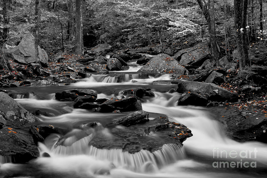 Nature Photograph - Black and White stream at Ricketts Glen by Robert Wirth