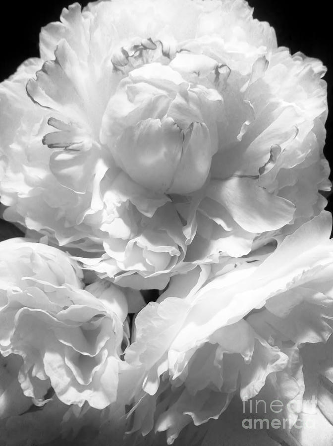 Flowers Still Life Photograph - Black and White Study 3 by Caroline Ferrante