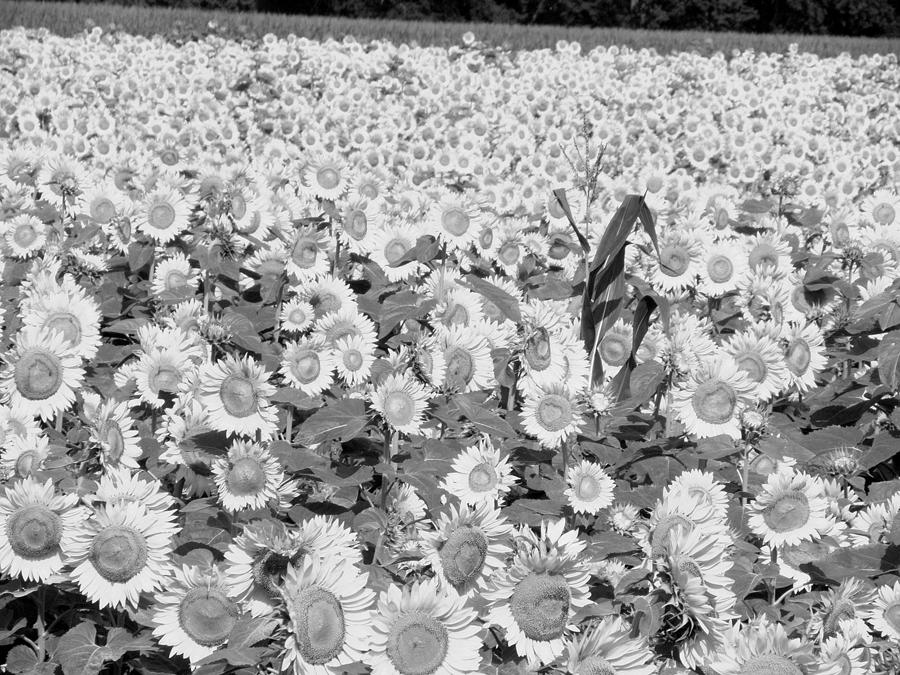 Black and White Sunflowers Photograph by Kim Galluzzo