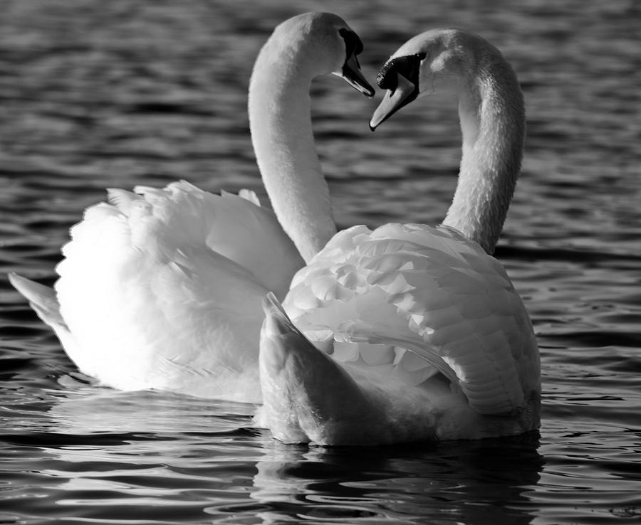 Black White Swan Heart by Geraint Rowland