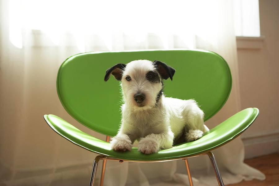 Black And White Terrier Dog Lying On Green Chair By Window Photograph by Chris Amaral