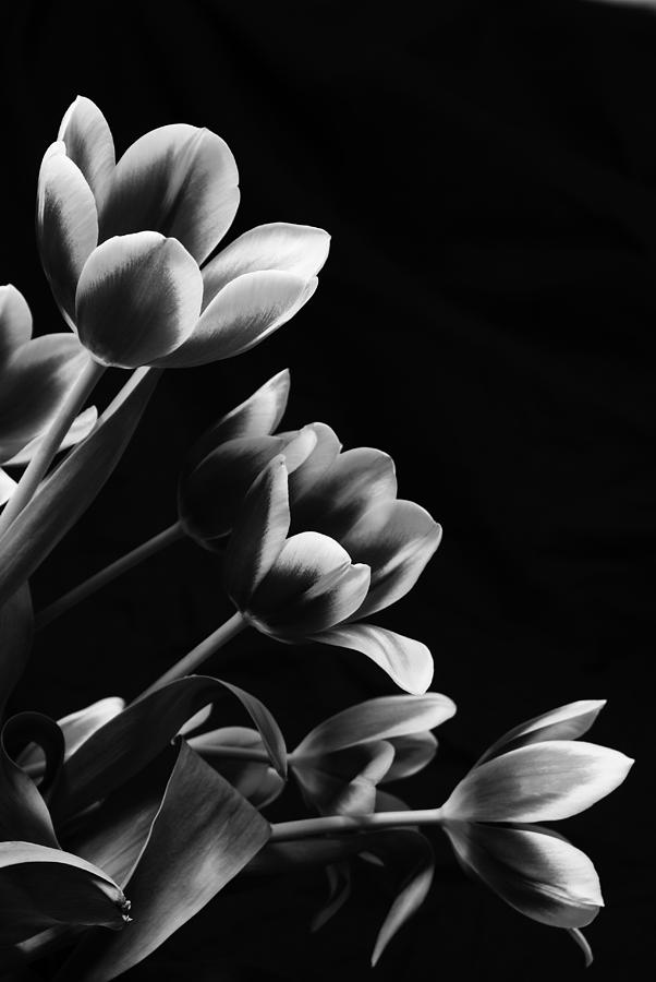 Black and White Tulips Photograph by Karen Puckett - Fine Art America