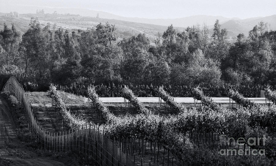 BLACK AND WHITE VINEYARD sunrise  Photograph by Sherry  Curry
