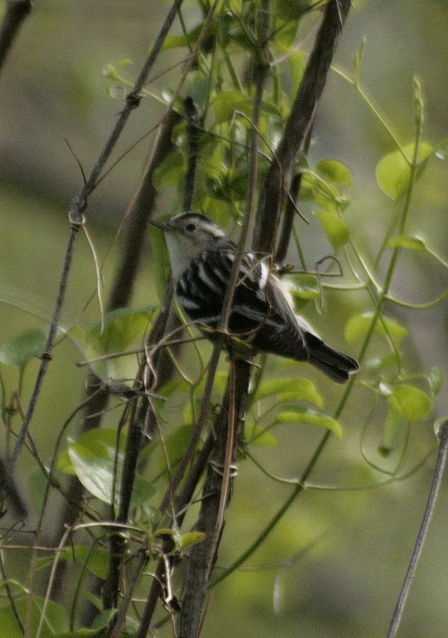 Black And White Warbler Photograph by Christopher J Kirby