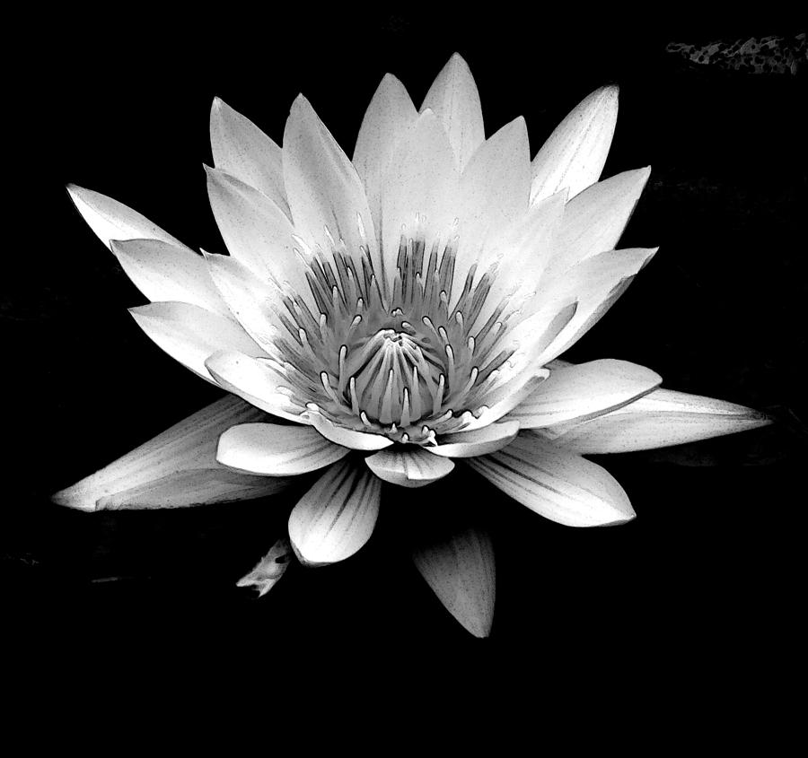 Black and White Water Lily Photograph by Sue Mayor | Fine Art America